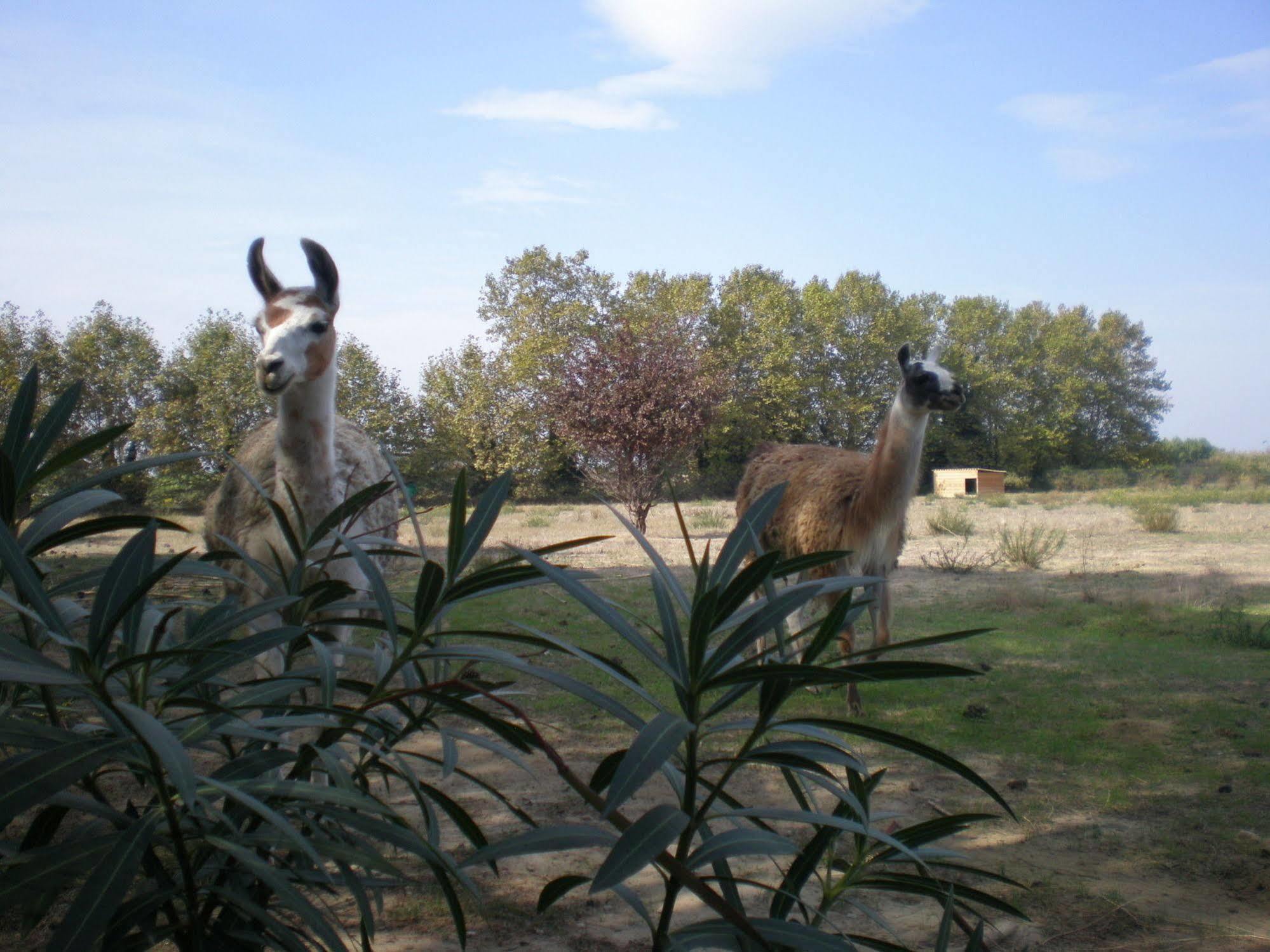 Camping Le Sainte Marie Luaran gambar